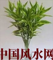 荆州十二生肖养什么植物最旺财运？你知道吗！